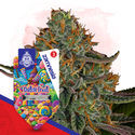 Dutch Treat (Zamnesia Seeds) Feminiserade