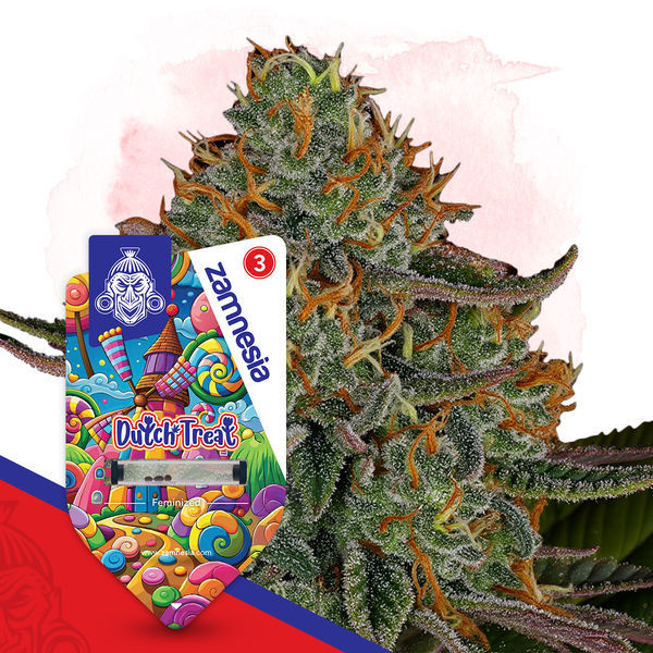 Dutch Treat (Zamnesia Seeds) Feminiserade
