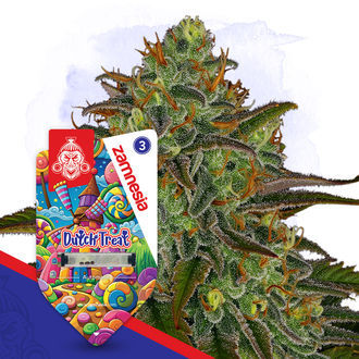 Dutch Treat Autoflower (Zamnesia Seeds) Feminiserade