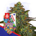 Dutch Treat Autoflower (Zamnesia Seeds) Feminiserade