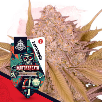 Motorbreath (Zamnesia Seeds) feminiserade cannabisfr&ouml;n
