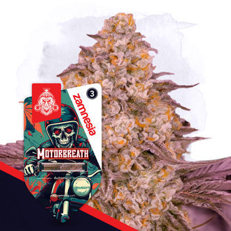 Motorbreath Automatic (Zamnesia Seeds) feminiserade cannabisfr&ouml;n