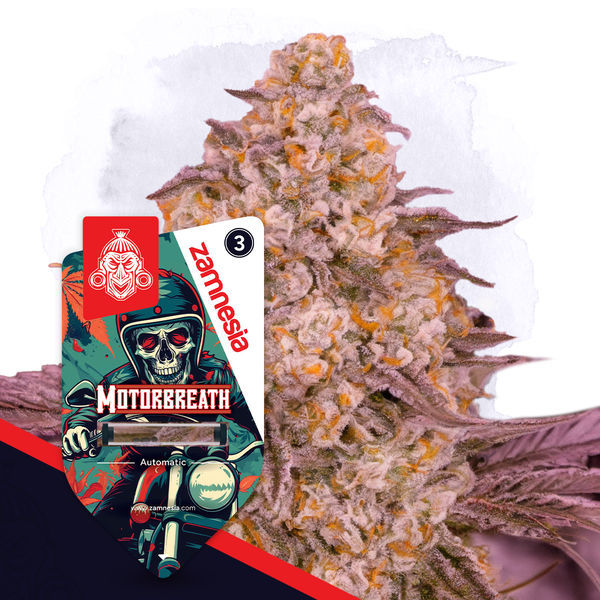 Motorbreath Autoflower (Zamnesia Seeds) Feminiserade