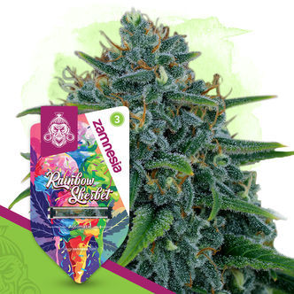 Rainbow Sherbet Auto (Zamnesia Seeds) feminiserade cannabisfr&ouml;n