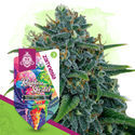 Rainbow Sherbet Autoflower (Zamnesia Seeds) Feminiserade