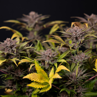 Rainbow Sherbet Autoflower (Zamnesia Seeds) Feminiserade