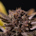 Rainbow Sherbet Autoflower (Zamnesia Seeds) Feminiserade