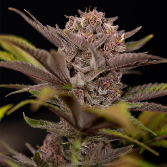 Rainbow Sherbet Autoflower (Zamnesia Seeds) Feminiserade