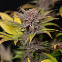 Rainbow Sherbet Autoflower (Zamnesia Seeds) Feminiserade