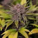 Rainbow Sherbet Autoflower (Zamnesia Seeds) Feminiserade