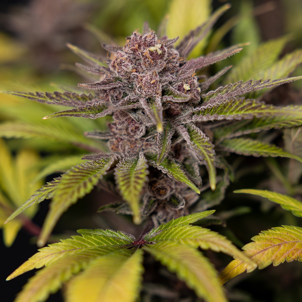 Rainbow Sherbet Autoflower (Zamnesia Seeds) Feminiserade