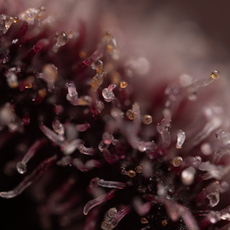 Rainbow Sherbet Autoflower (Zamnesia Seeds) Feminiserade