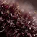 Rainbow Sherbet Autoflower (Zamnesia Seeds) Feminiserade