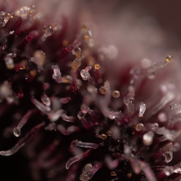 Rainbow Sherbet Autoflower (Zamnesia Seeds) Feminiserade