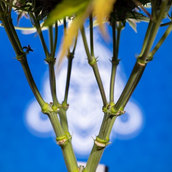Rainbow Sherbet Autoflower (Zamnesia Seeds) Feminiserade