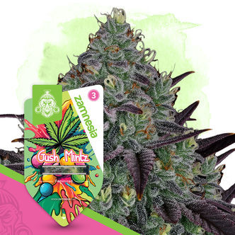Gush Mintz (Zamnesia Seeds) feminiserade