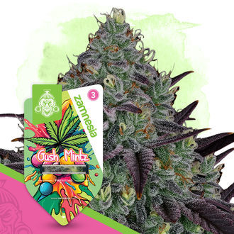 Gush Mintz (Zamnesia Seeds) Feminiserade
