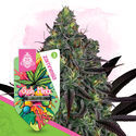 Gush Mintz Autoflower (Zamnesia Seeds) Feminiserade