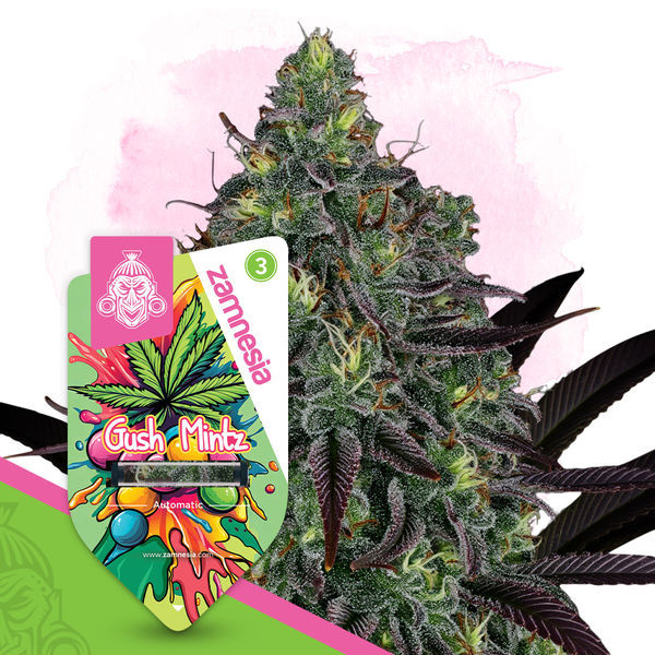 Gush Mintz Autoflower (Zamnesia Seeds) Feminiserade