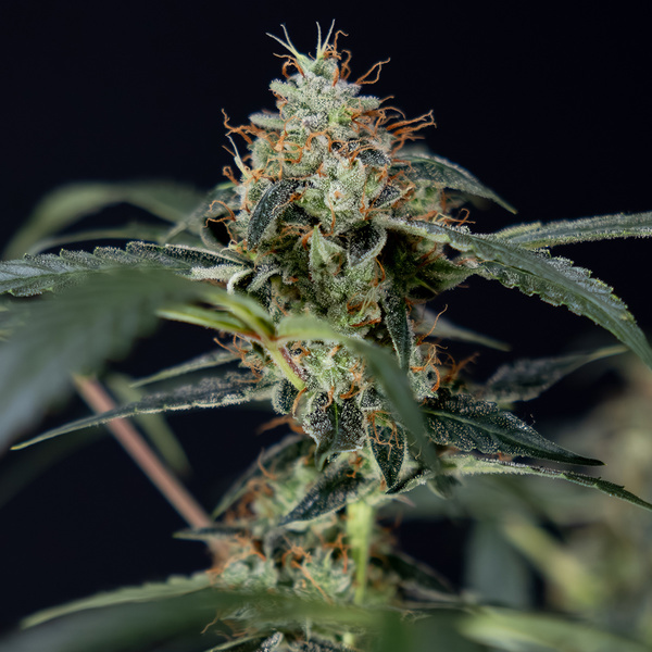 Gush Mintz Autoflower (Zamnesia Seeds) Feminiserade