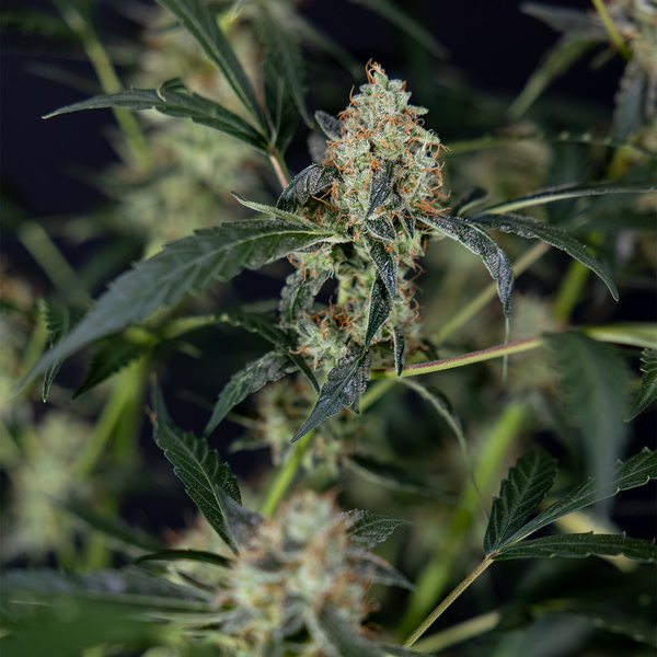 Gush Mintz Autoflower (Zamnesia Seeds) Feminiserade