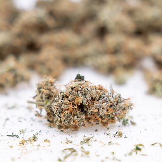 Gush Mintz Autoflower (Zamnesia Seeds) Feminiserade