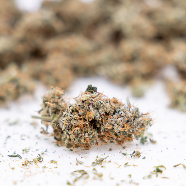 Gush Mintz Autoflower (Zamnesia Seeds) Feminiserade