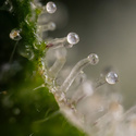 Gush Mintz Autoflower (Zamnesia Seeds) Feminiserade