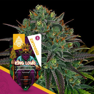 King Louis (Zamnesia Seeds) feminiserade cannabisfr&ouml;n