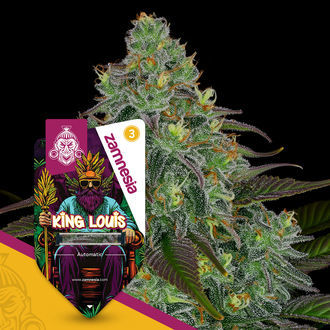 King Louis Autoflower (Zamnesia Seeds) Feminiserade