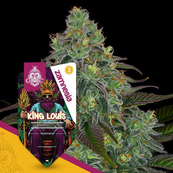 King Louis Autoflower (Zamnesia Seeds) Feminiserade