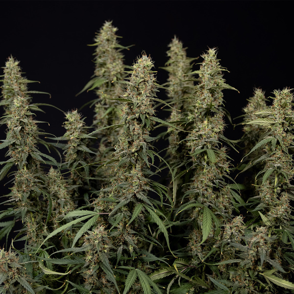 King Louis Autoflower (Zamnesia Seeds) Feminiserade
