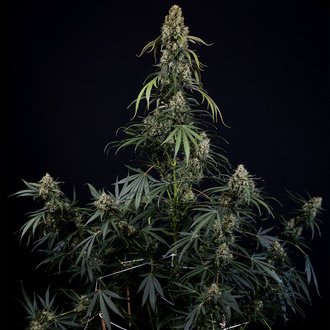 King Louis Autoflower (Zamnesia Seeds) Feminiserade