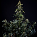 King Louis Autoflower (Zamnesia Seeds) Feminiserade