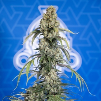 King Louis Autoflower (Zamnesia Seeds) Feminiserade