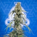 King Louis Autoflower (Zamnesia Seeds) Feminiserade