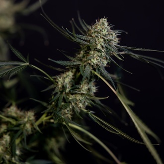 King Louis Autoflower (Zamnesia Seeds) Feminiserade