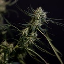 King Louis Autoflower (Zamnesia Seeds) Feminiserade