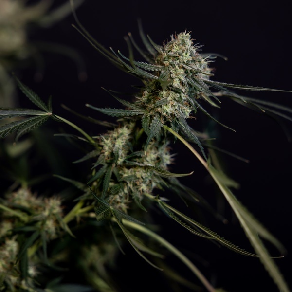 King Louis Autoflower (Zamnesia Seeds) Feminiserade