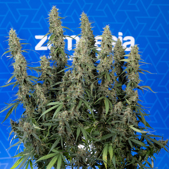 King Louis Autoflower (Zamnesia Seeds) Feminiserade