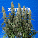 King Louis Autoflower (Zamnesia Seeds) Feminiserade