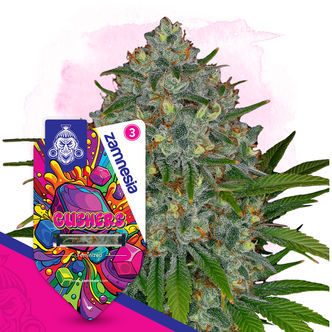 Gushers (Zamnesia Seeds) feminiserade