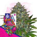 Gushers (Zamnesia Seeds) Feminiserade
