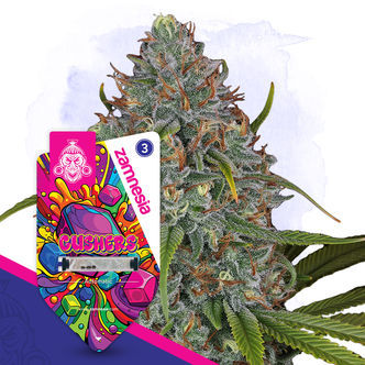 Gushers Automatic (Zamnesia Seeds) feminiserade