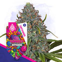 Gushers Autoflower (Zamnesia Seeds) Feminiserade
