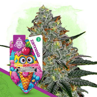 Lemon Cherry Gelato (Zamnesia Seeds) feminiserade cannabisfr&ouml;n