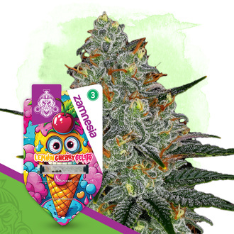 Lemon Cherry Gelato (Zamnesia Seeds) Feminiserade