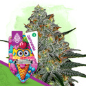 Lemon Cherry Gelato (Zamnesia Seeds) Feminiserade