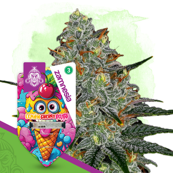 Lemon Cherry Gelato (Zamnesia Seeds) Feminiserade