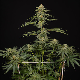 Lemon Cherry Gelato (Zamnesia Seeds) Feminiserade